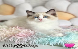 Ragdoll cats for sale: 🐾🩷*TICA REG* LYNX TABBY EU RAGDOLL KITTENS🩵🐾 - Image 13