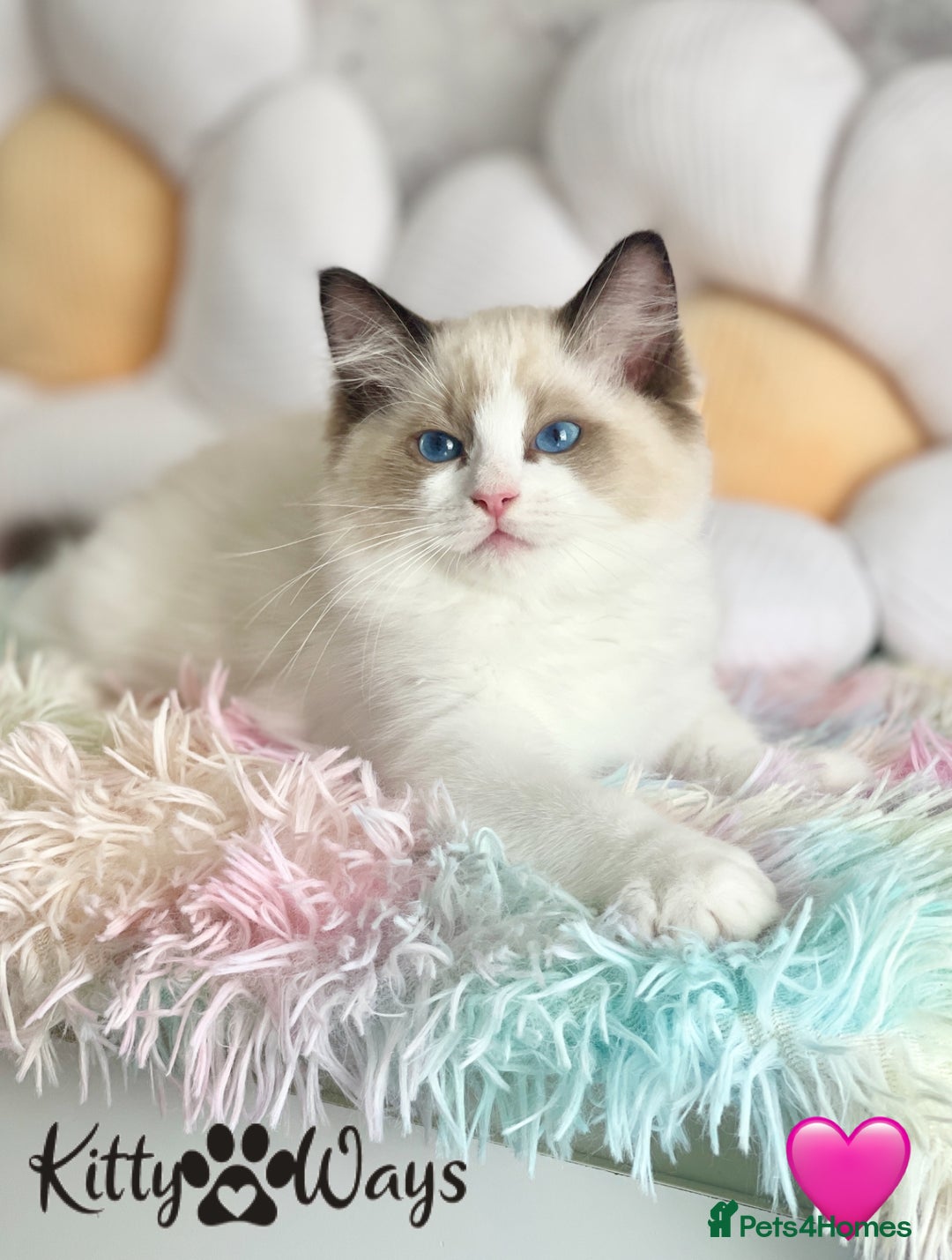 Ragdoll cats for sale: 🐾🩷*TICA REG* LYNX TABBY EU RAGDOLL KITTENS🩵🐾 - Image 13