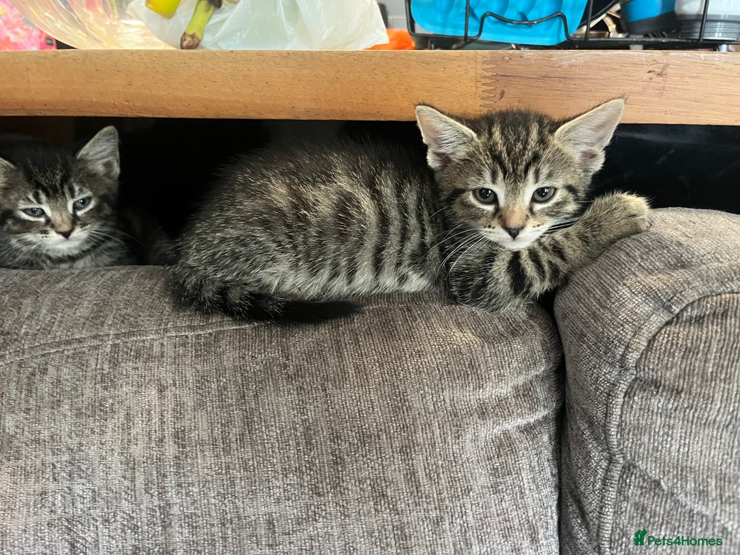 Mixed Breed cats for sale: Short hair and long hair kittens  - Image 1