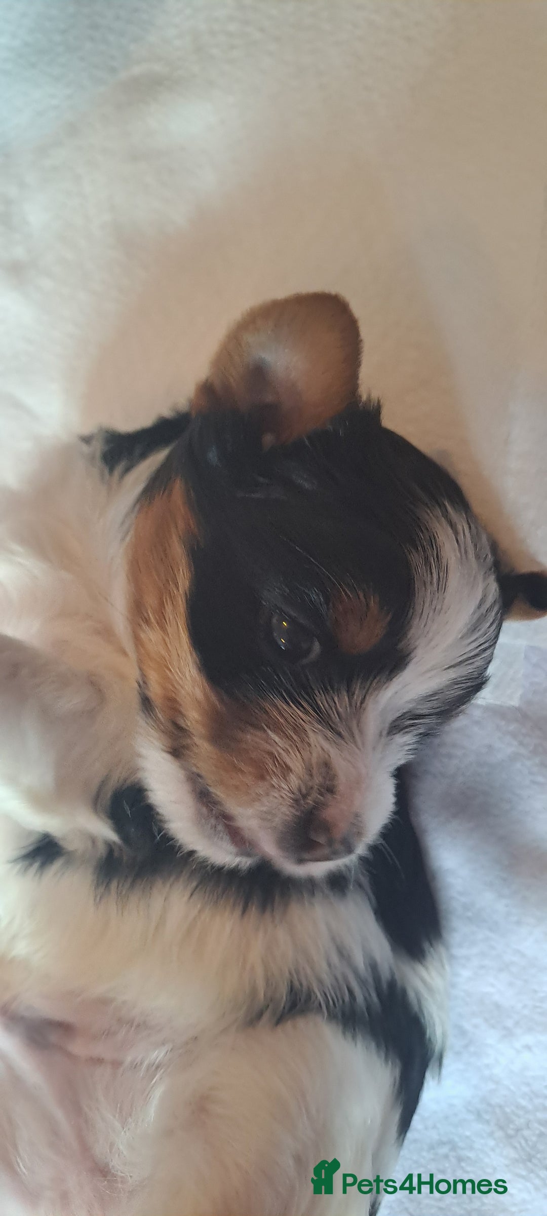 Yorkshire Terrier dogs for sale: Beautiful Biewer Yorkshire pups*LASTBOY Readynow* in Andover - Image 33