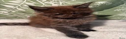 Maine Coon cats for sale: Stunning Maine coon kittens  - Advert 15