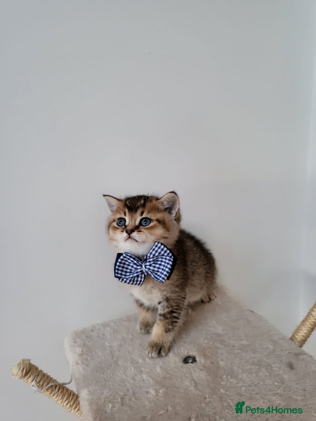 British Shorthair cats for sale:  **  **  **  ** BRITISH SHORTLY **  **  **  **   - Advert 13