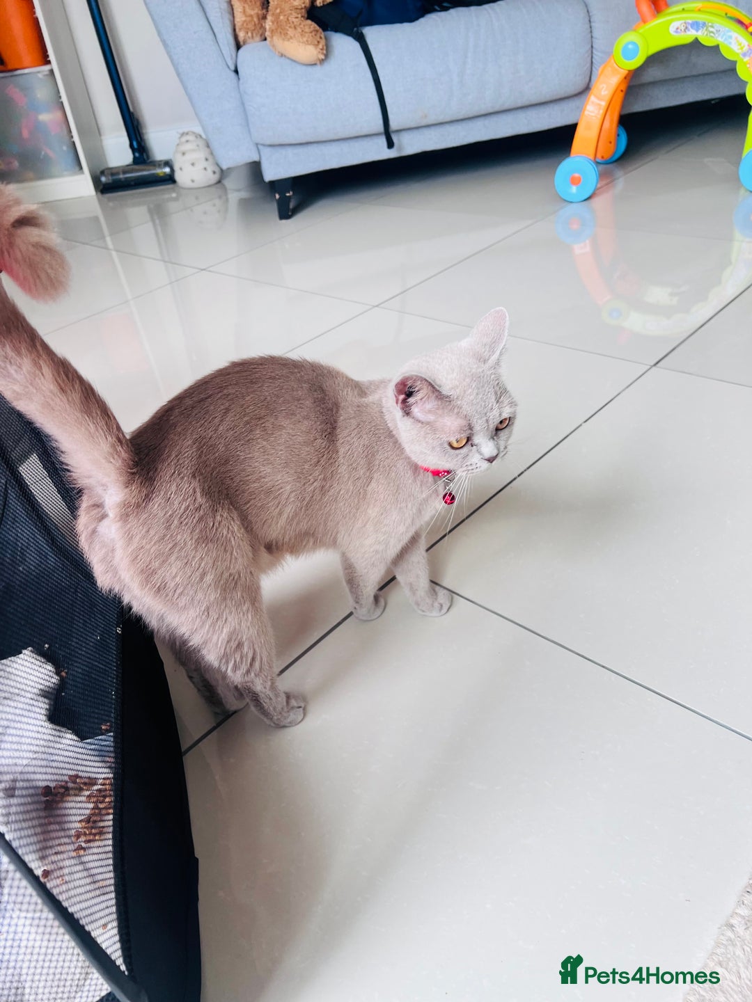 British Shorthair cats for sale: Lilac British short hair  - Image 2