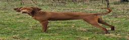 Hungarian Vizsla dogs for sale: 4 Year Old Hungarian Vizsla Bitch - Advert 2