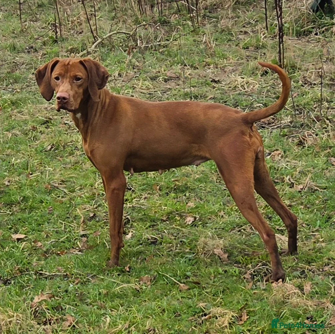 Hungarian Vizsla dogs for sale: 4 Year Old Hungarian Vizsla Bitch - Advert 2