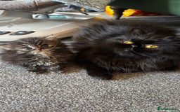 Persian cats for sale: Silver black tabby Persian mix kittens  - Image 15