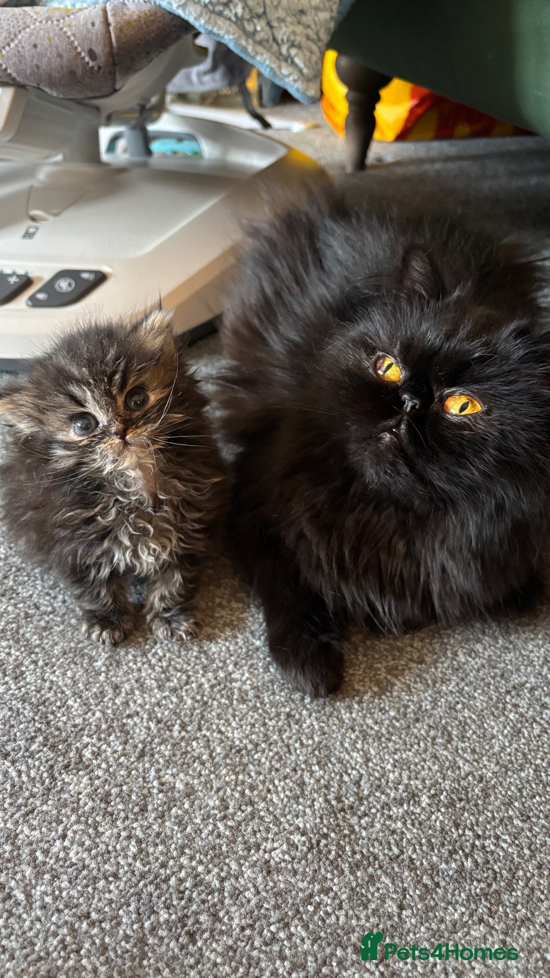 Persian cats for sale: Silver black tabby Persian mix kittens  - Image 15