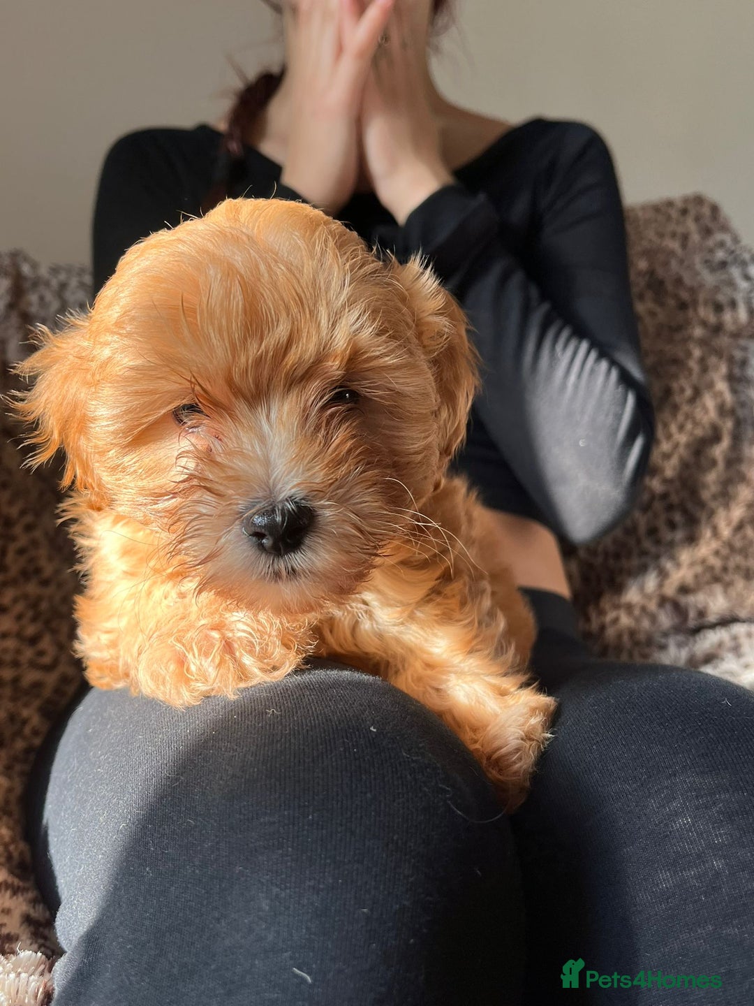 Maltipoo dogs for sale: 2 beautiful playful & lovely Maltipoo boys  - Image 21