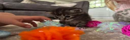 Mixed Breed cats for sale: Half Ragdoll Kittens  in Northampton - Advert 12