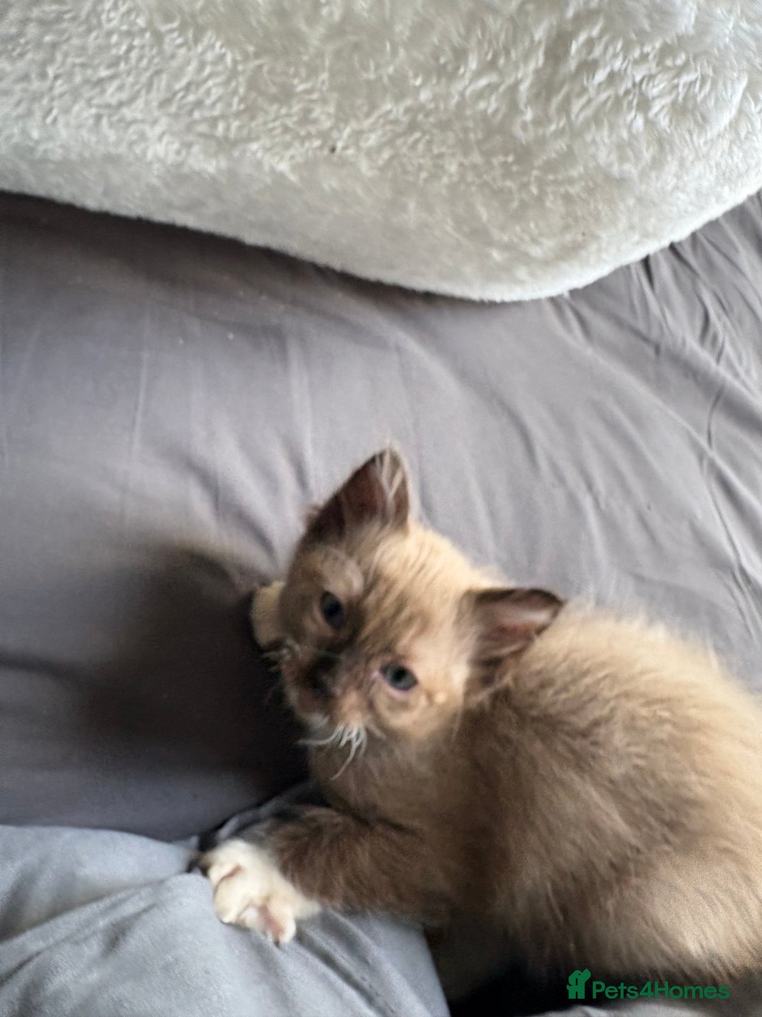 Ragdoll cats for sale: 2 beautiful ragdolls left  - Image 4