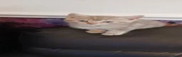 British Shorthair cats for sale: British short hair lilac tabbys - Advert 7
