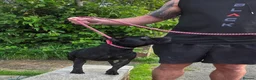 Staffordshire Bull Terrier dogs for sale: Kc registered,  Health tested, Black stafford male - Advert 14