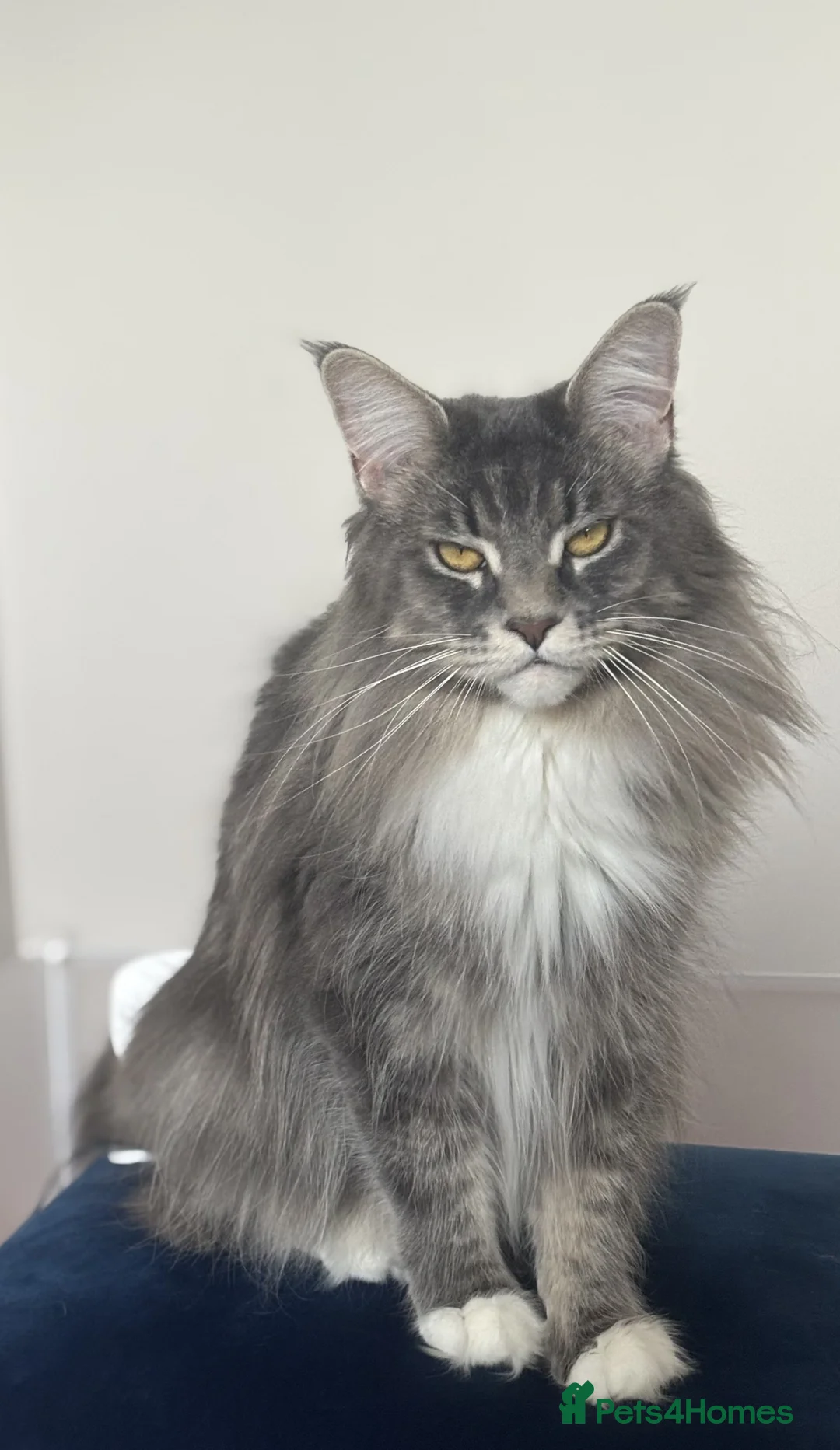 Maine Coon cats for sale: TICA Maine Coon Kittens - ready now - Advert 2