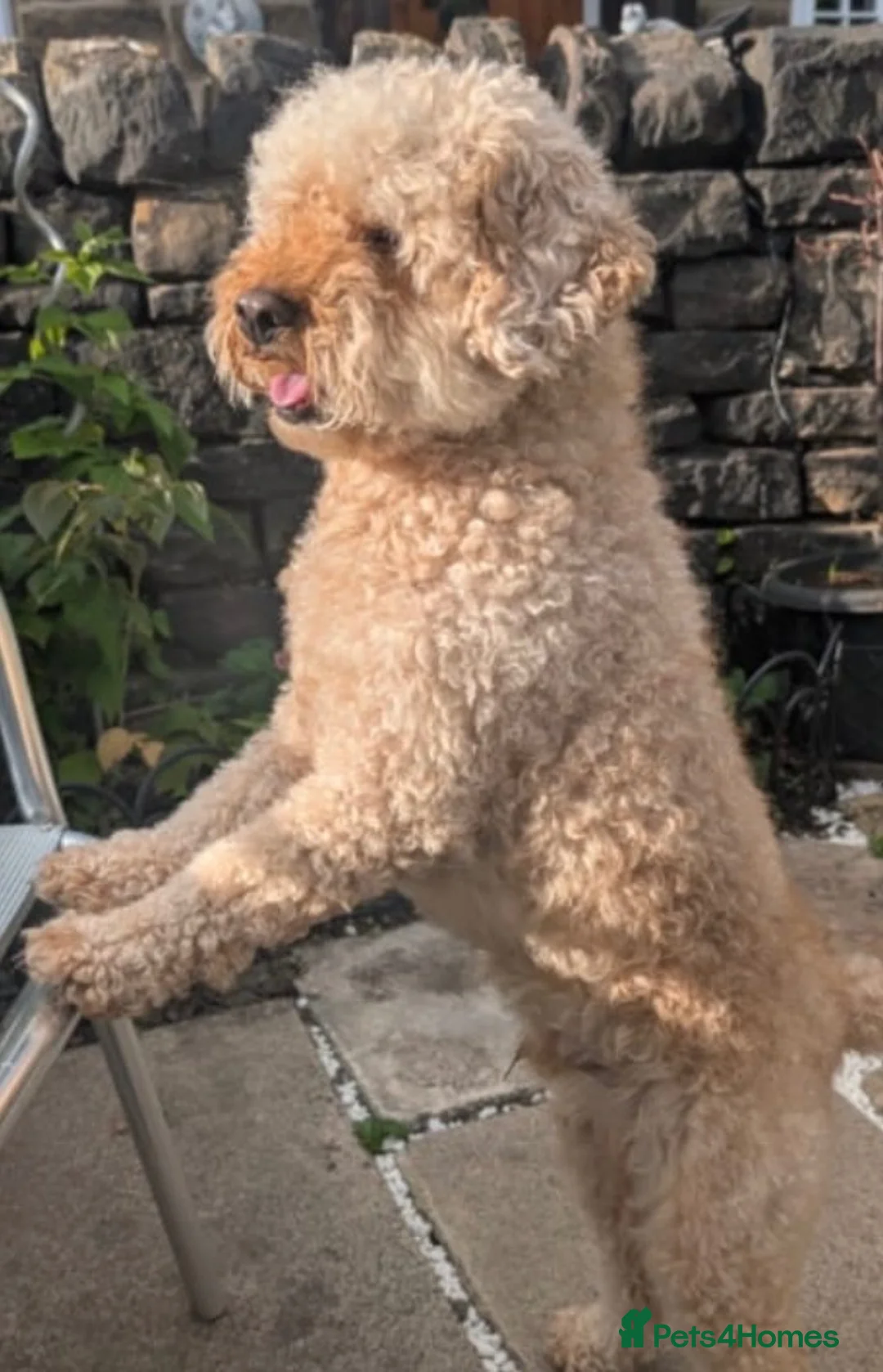 Cockapoo dogs for sale: Ralph in Derby - Advert 2