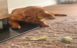 Golden Retriever dogs for sale: Dark red Golden retriever  - Image 8