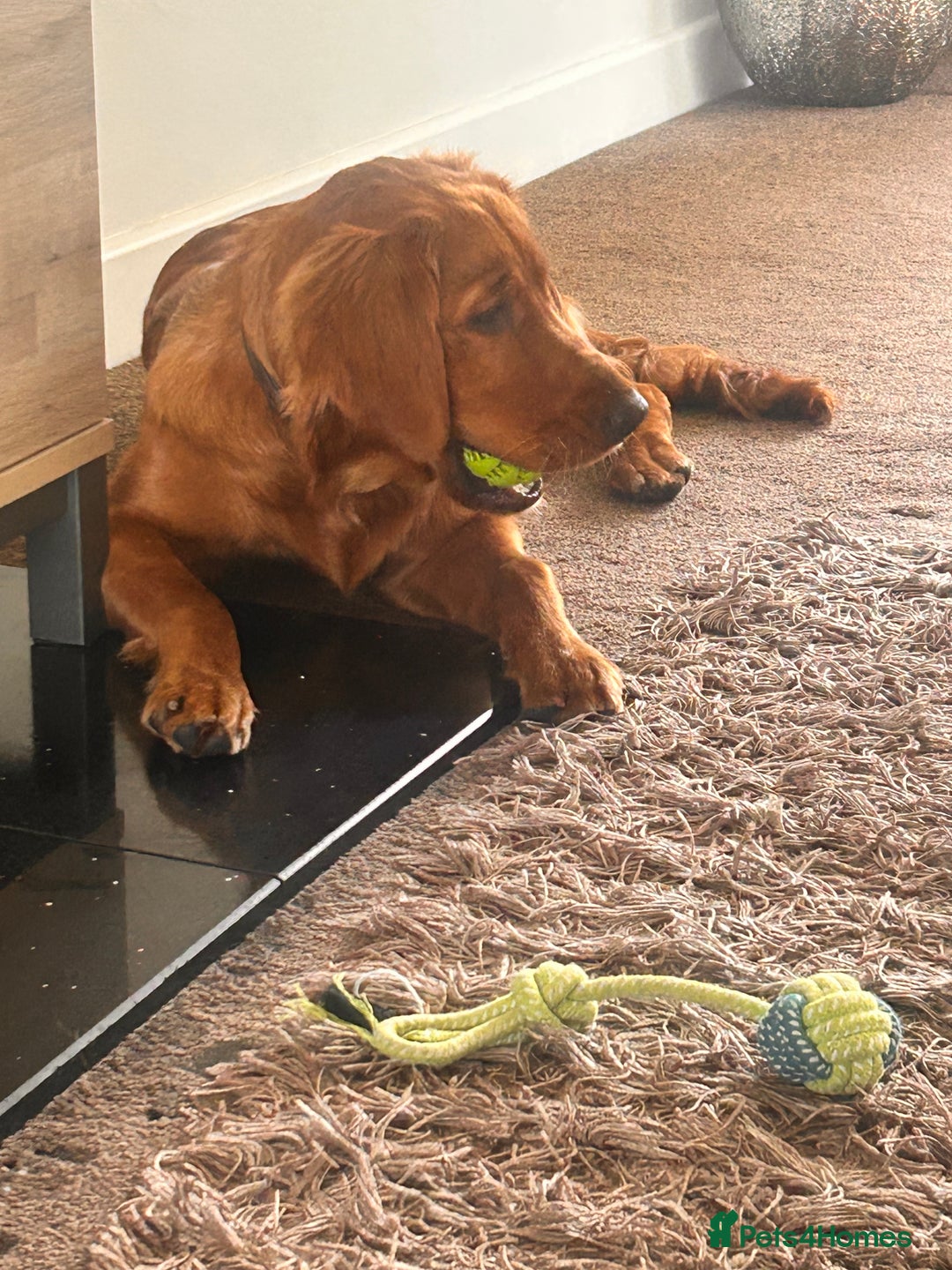 Golden Retriever dogs for sale: Dark red Golden retriever  - Image 8