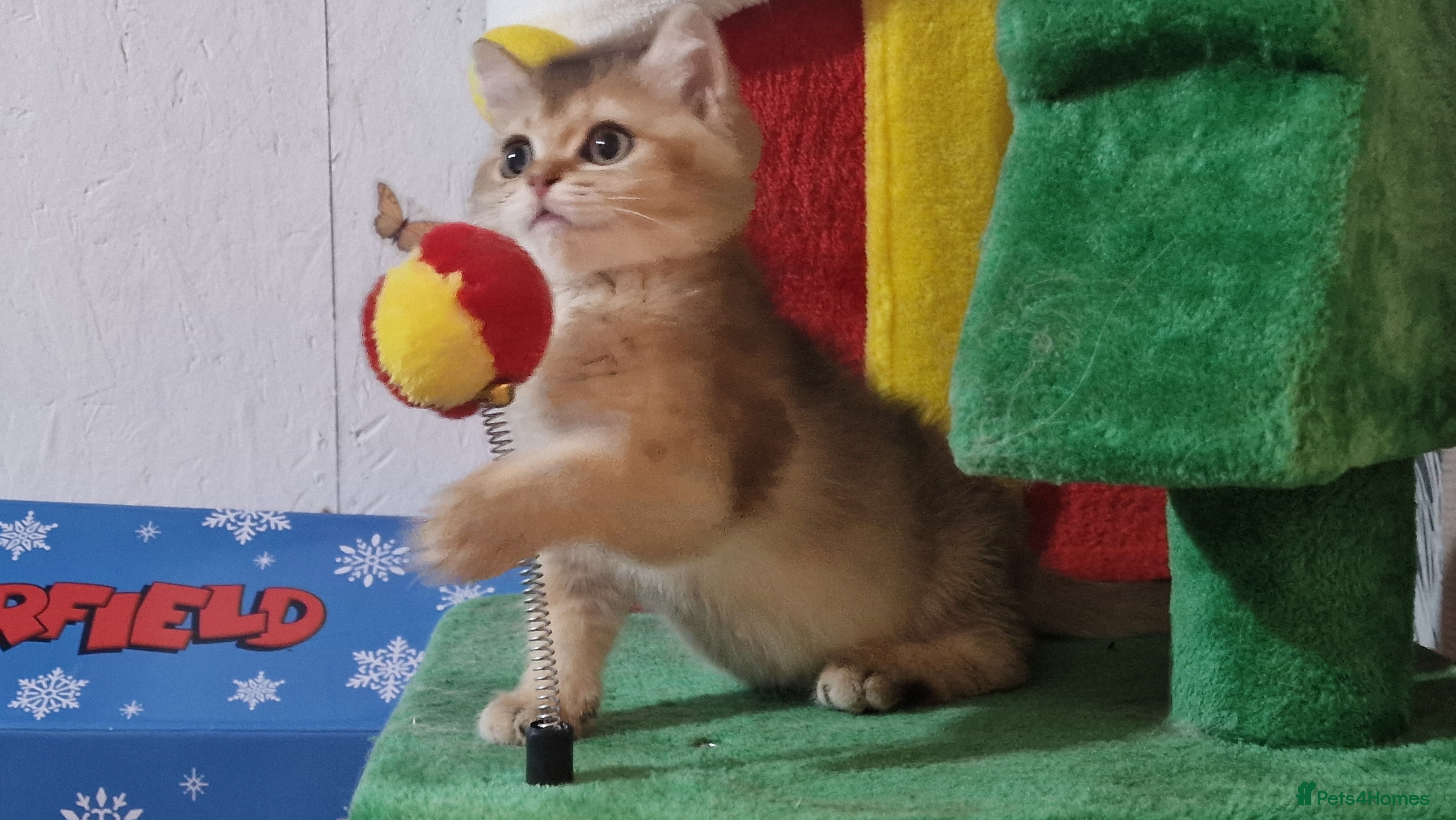 British Shorthair cats British shorthair pedigree male available  - Advert 18