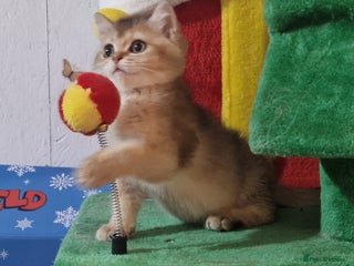 British Shorthair cats British shorthair pedigree male available - Advert 18