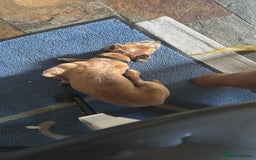 Border Terrier dogs for stud: Border terrier x jack Russel terrier for stud  - Advert 6