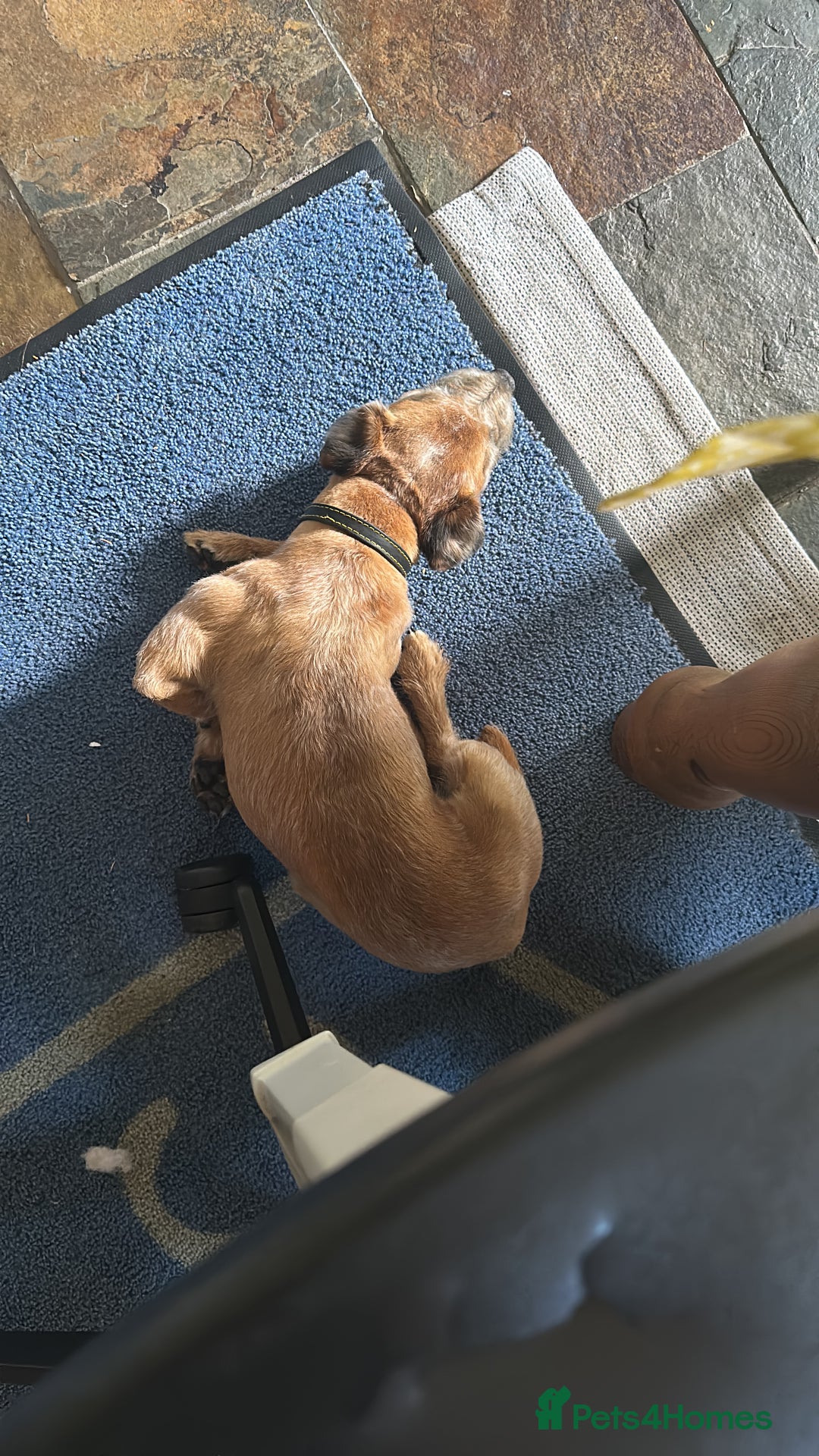 Border Terrier dogs for stud: Border terrier x jack Russel terrier for stud  - Advert 6