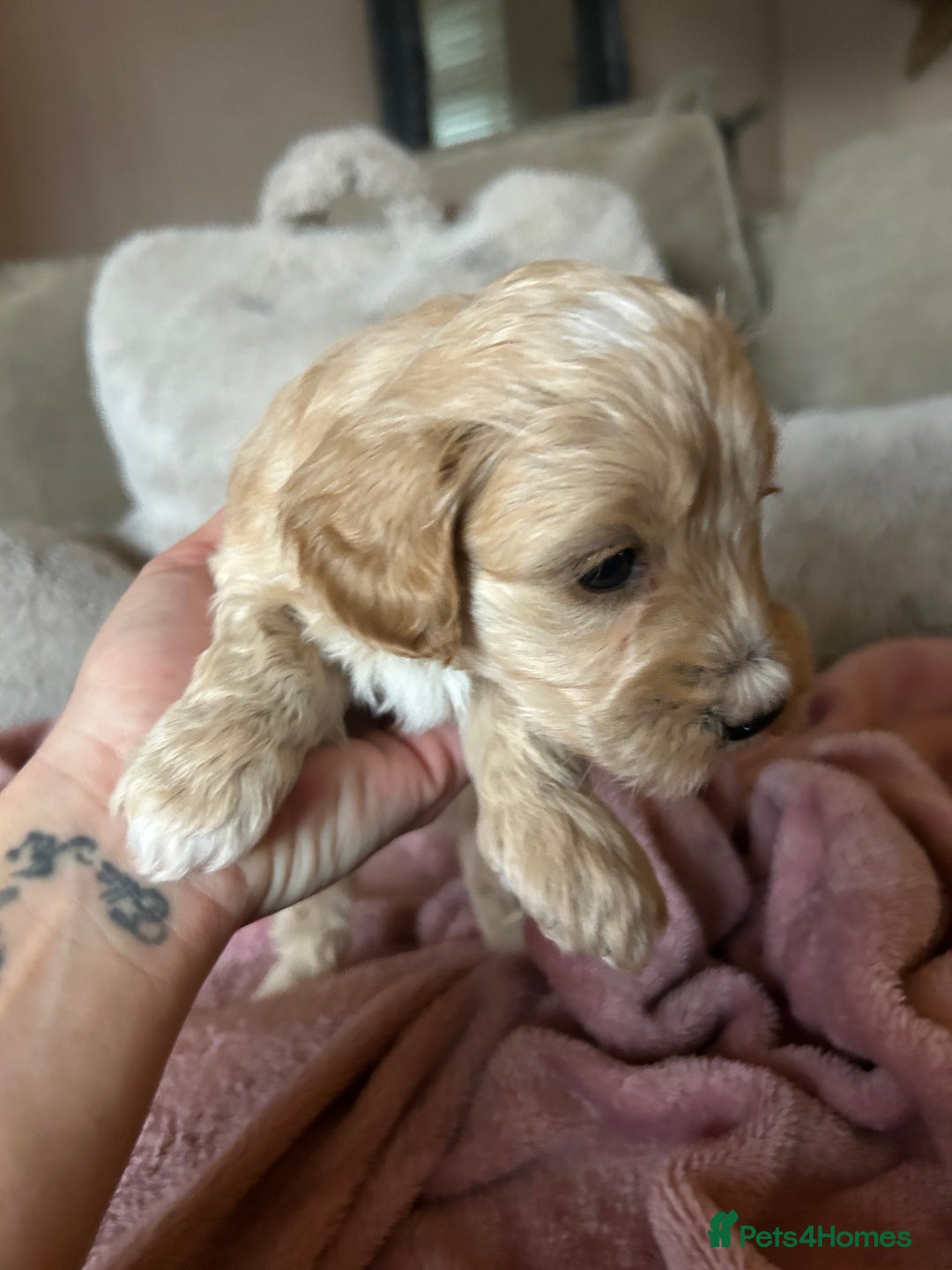 Maltipoo dogs for sale: Stunning maltipoos  - Advert 4
