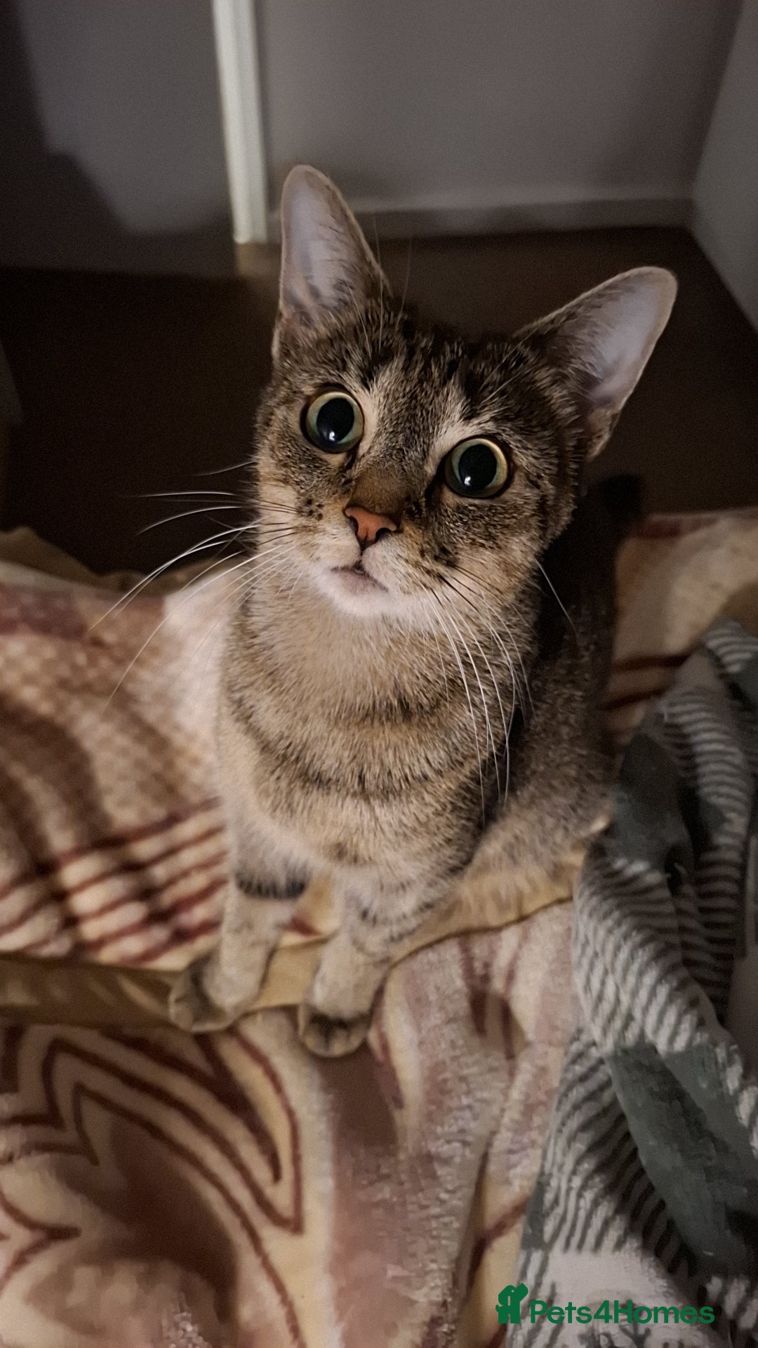 Moka
