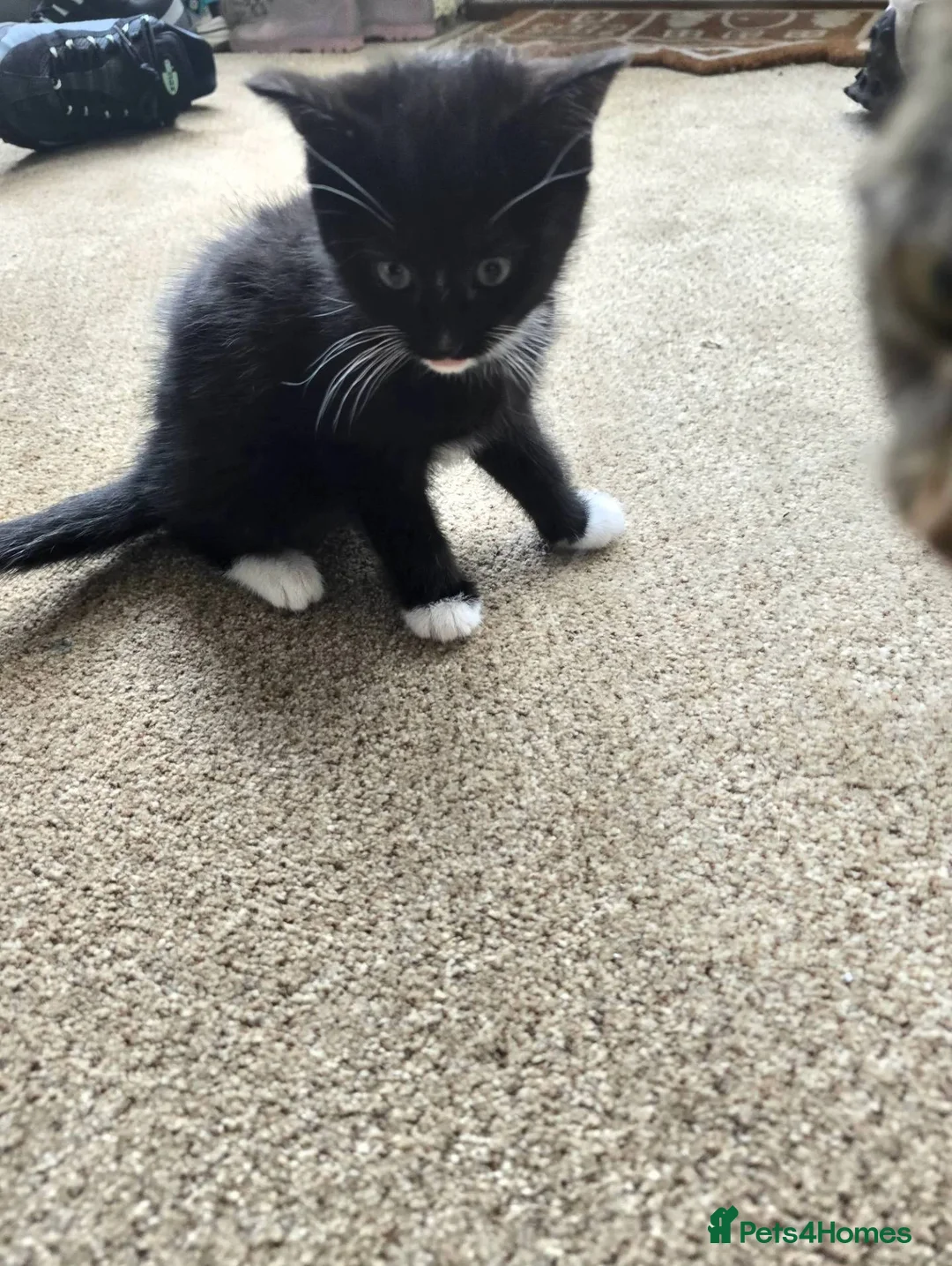 Mixed Breed cats for sale: Ready to leave!! - Advert 2
