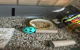Rat rodents for sale: Rats & complete set up - Image 4