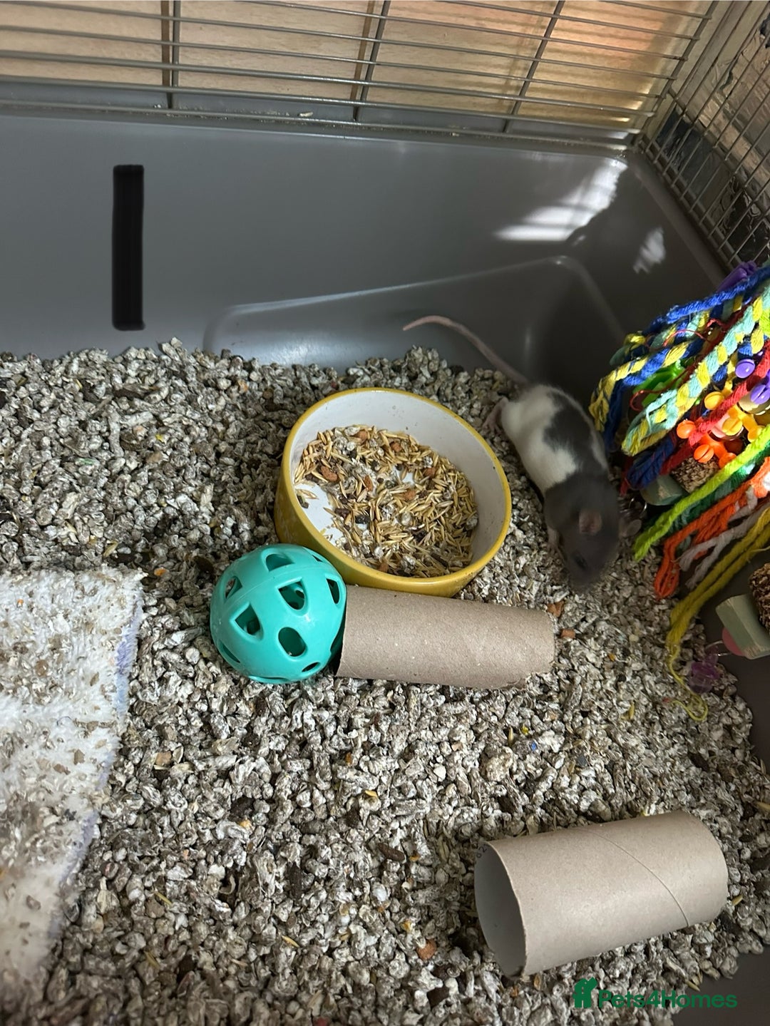 Rat rodents for sale: Rats & complete set up - Image 4