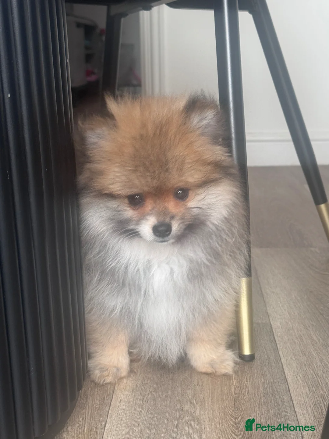 Pomeranian dogs for sale: Pomeranian puppy  in Mansfield - Advert 1