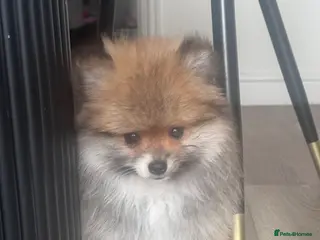 Pomeranian dogs Pomeranian puppy - Advert 2