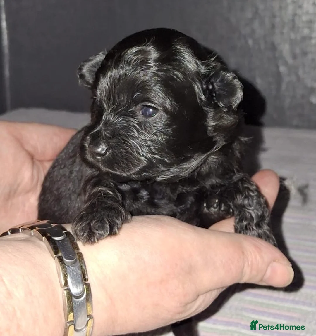 Pomapoo dogs for sale: Beautiful Pomapoo or Pomadoodle puppies in Bradford - Advert 1