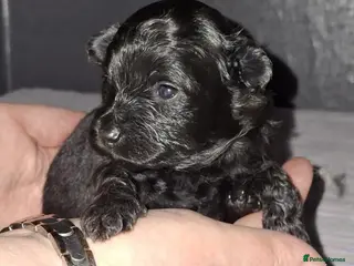 Pomapoo dogs Beautiful Pomapoo or Pomadoodle puppies - Advert 1