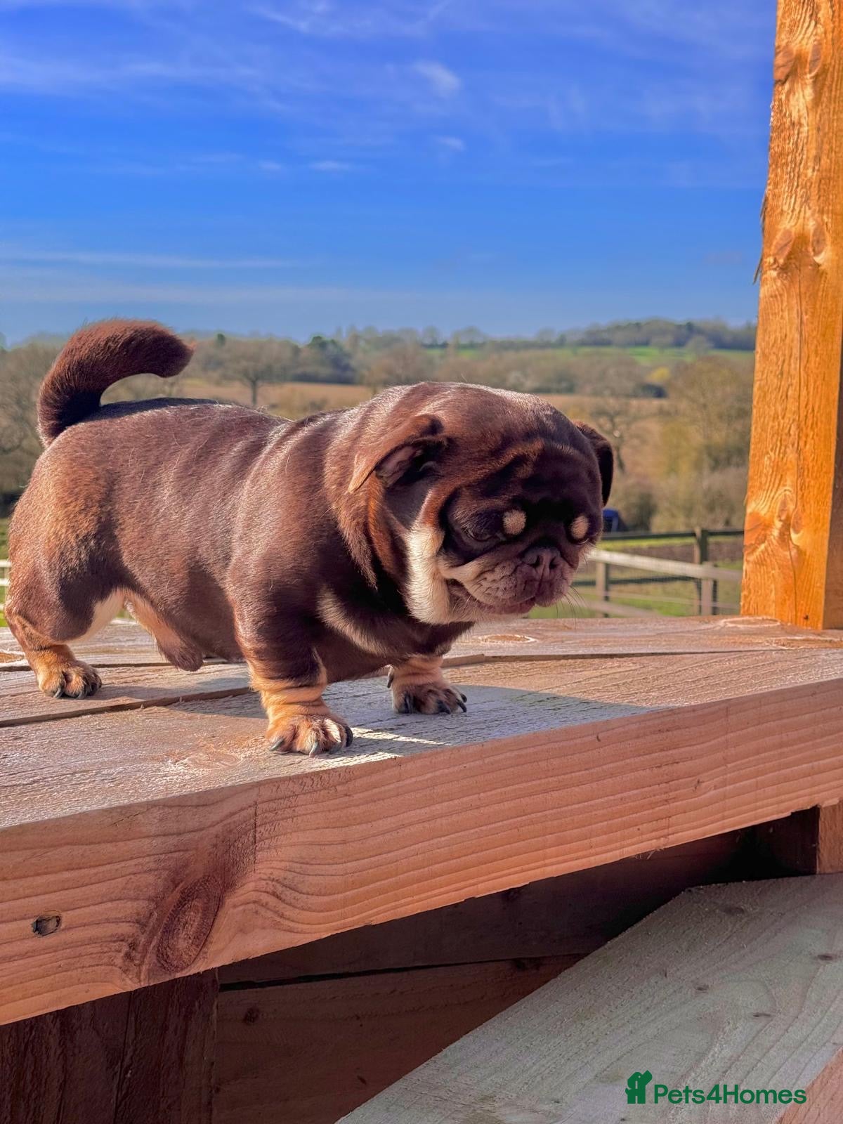 Pug dogs Chocolate and tan pug stud!  - Advert 1