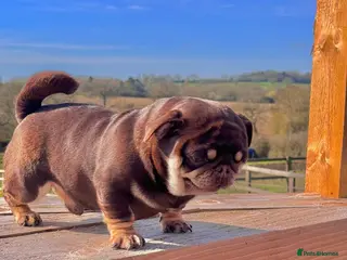 Pug dogs for stud: Chocolate and tan pug stud! - Advert 2