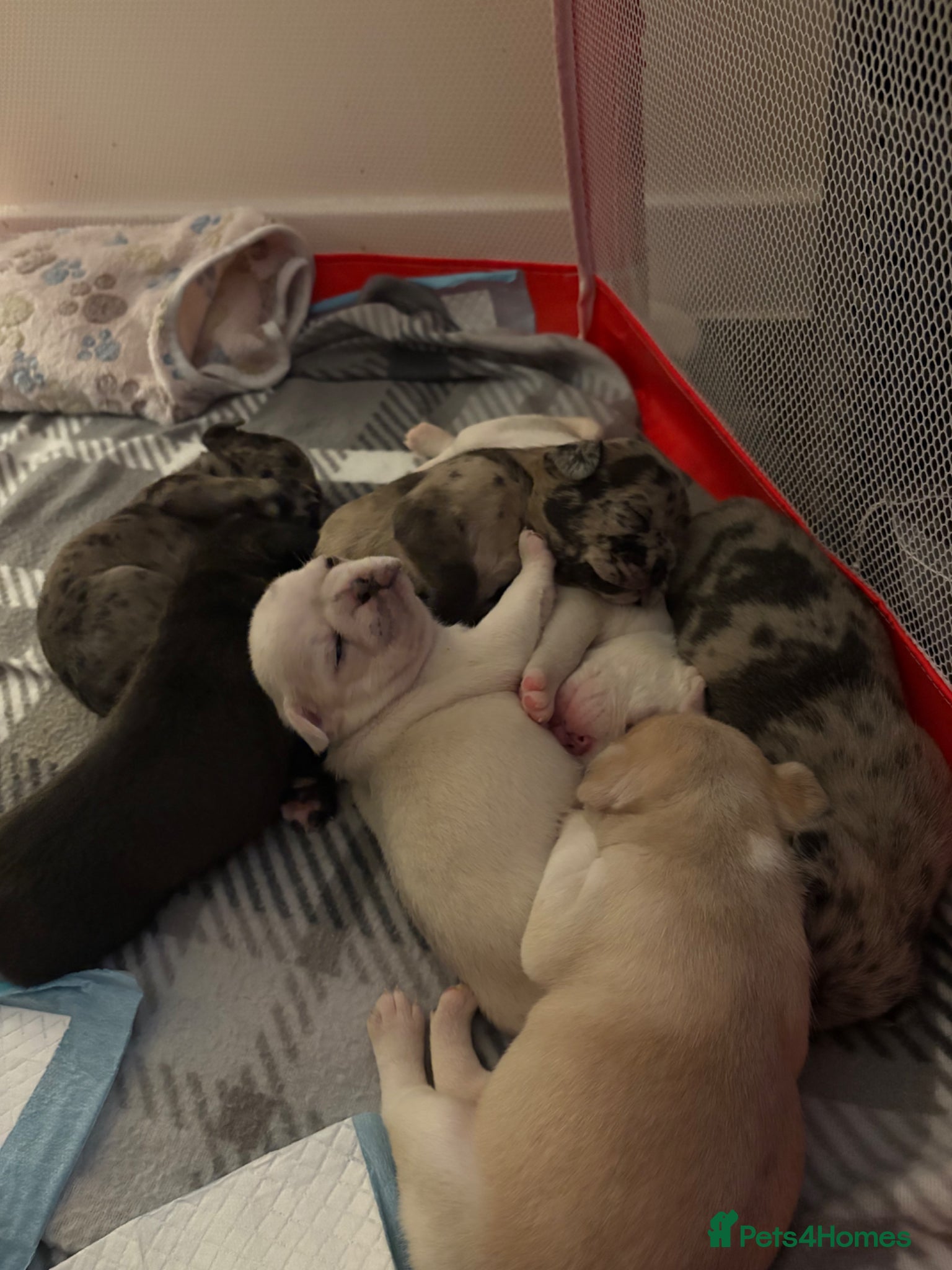 Frug dogs 🐶 Beautiful French bulldog/Pug puppies 🐶  - Advert 1