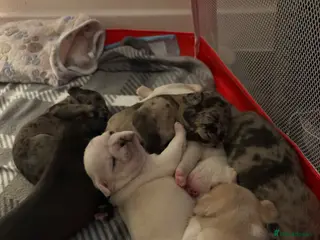 Frug dogs 🐶 Beautiful French bulldog/Pug puppies 🐶 - Advert 13