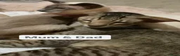 Siamese cats for sale: Chocolate point oriental  - Advert 3