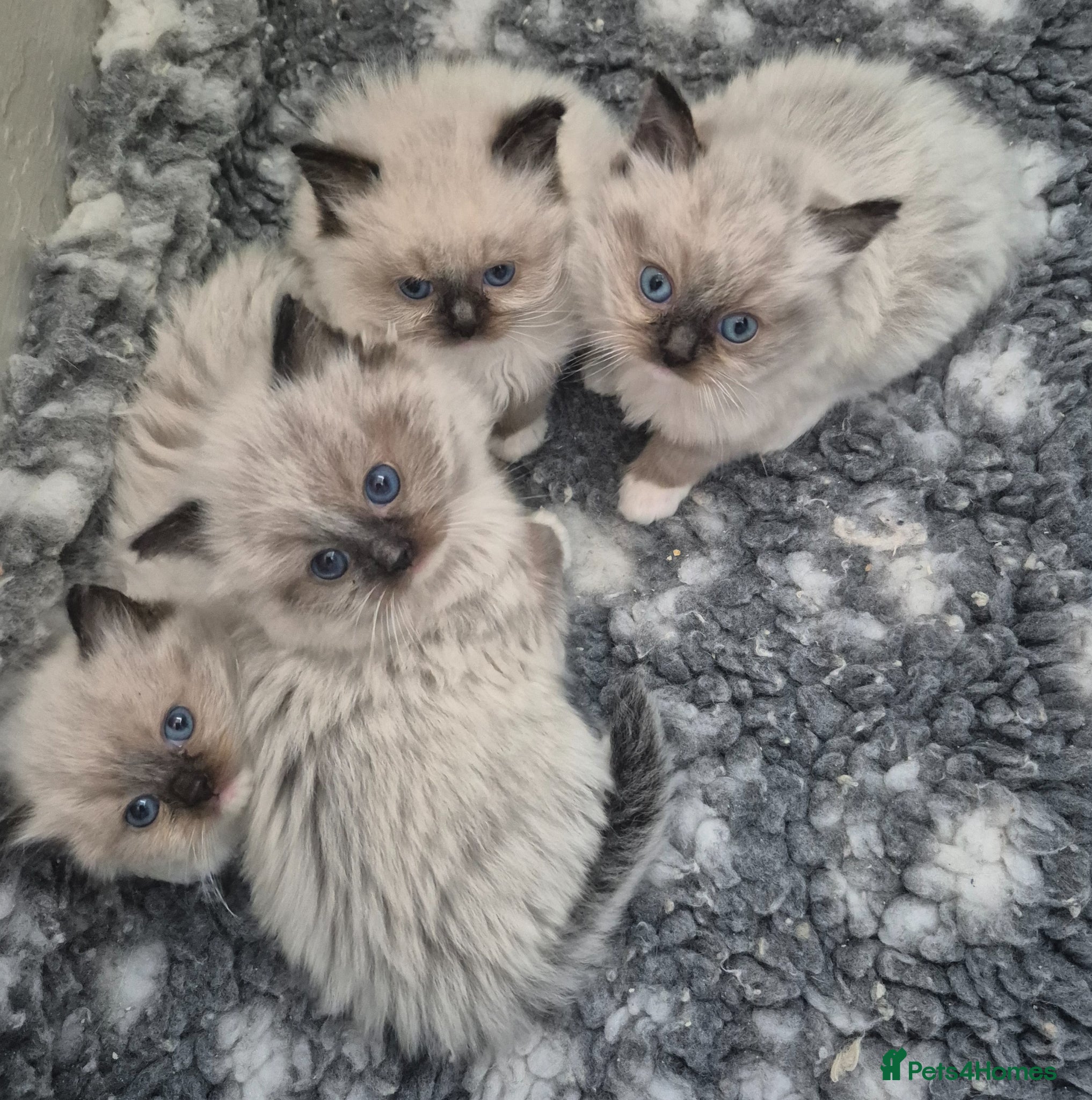 Ragdoll cats READY NOW!! GCCF Reg. Ragdolls SEAL MITTED - Advert 1