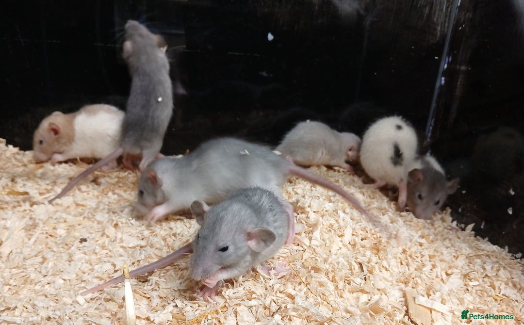Rat rodents for sale: Baby Dumbo Rats Males and Females - Advert 6