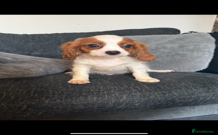 Cavalier King Charles Spaniel dogs - Advert 2
