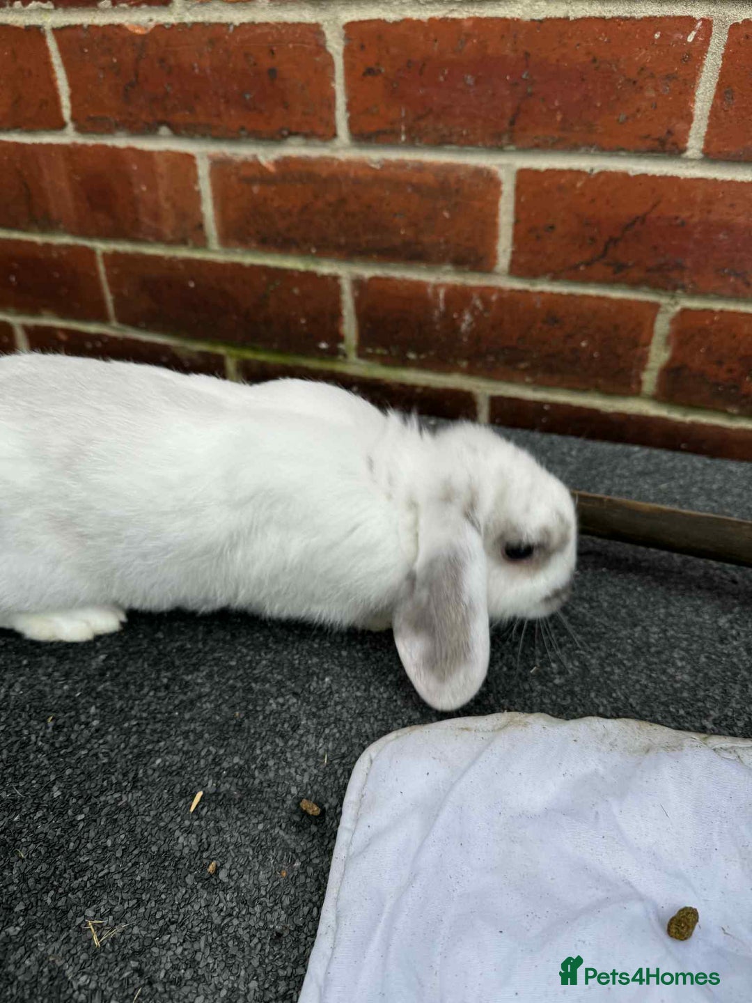 Mini Lop rabbits for sale: 2 female mini lops - Advert 8