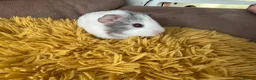 Guinea Pig rodents for sale: Gorgeous baby Guinea Pigs - Advert 11