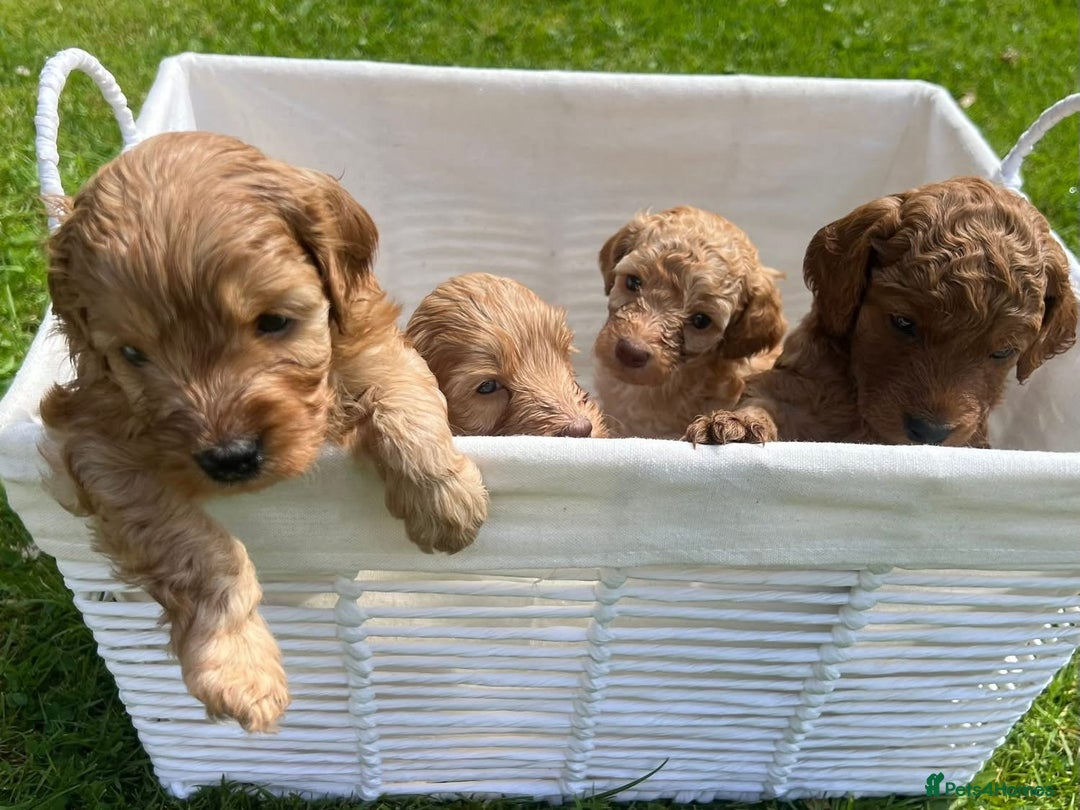 Cockapoo dogs for sale: Cockapoo puppy for sale  - Image 5