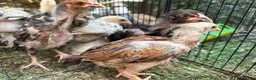 Chickens poultry for sale: Amazing 6 aseel chic from pure blood - Advert 6