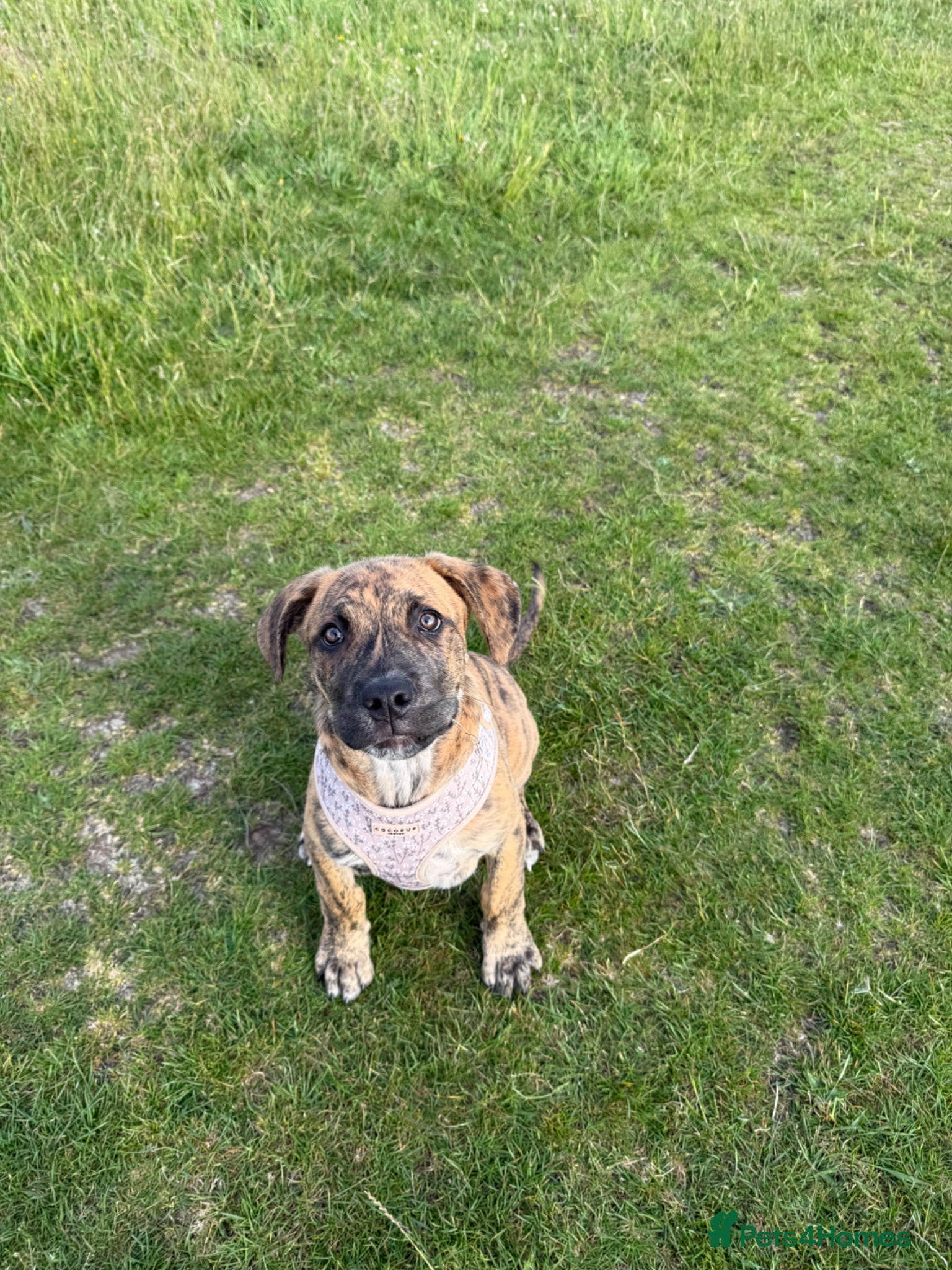 Mastiff dogs Mastiff puppy 16 weeks old  - Advert 3