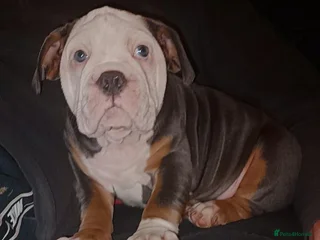 Olde English Bulldogge dogs 🩷 last puppy available 🩷 - Advert 14