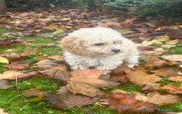 Poochon dogs for sale: Beautiful F1 Poochons - Image 8