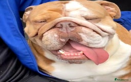 English Bulldog dogs for sale: English bulldogs - Image 4
