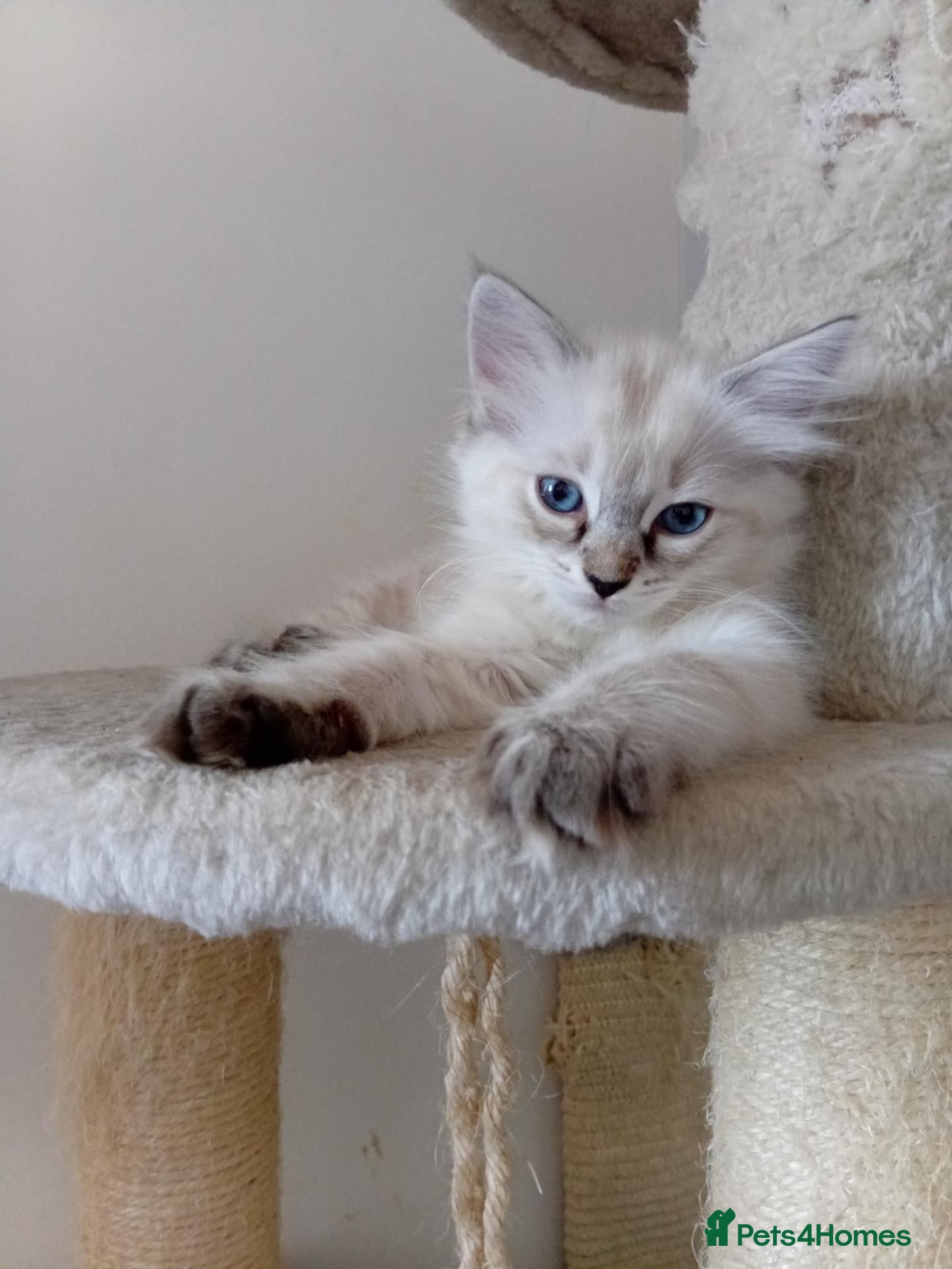 Ragdoll cats Ms girl - Advert 8